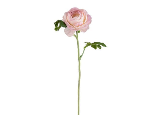 Ranuncolo colore rosa, h 40 cm