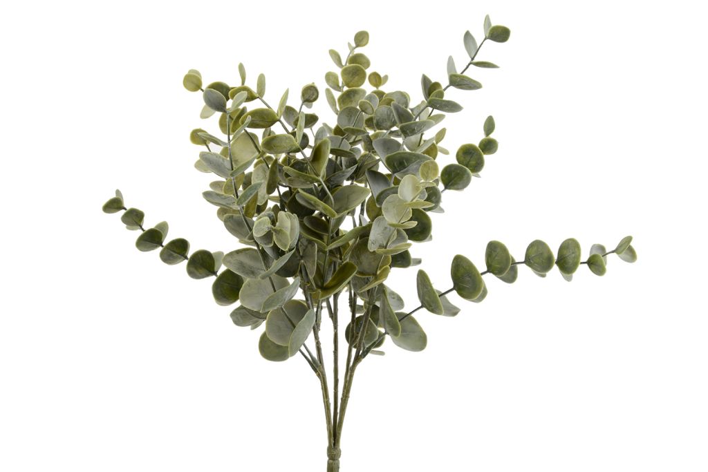 Eucalipto, h 42 cm