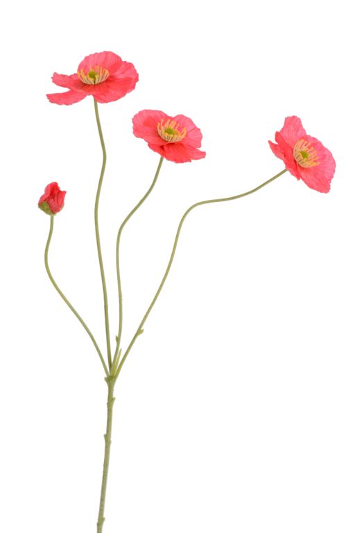 Papaveri colore rosso, 4 fiori, h 58 cm